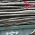 107杨树苗无絮杨树苗基地直发全国发货质量保证