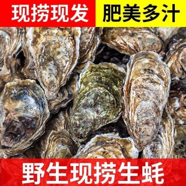 福建生蚝，三倍体二倍体，半壳烧烤蚝鲜活肥美长期有货