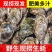 福建生蚝，三倍体二倍体，半壳烧烤蚝鲜活肥美长期有货