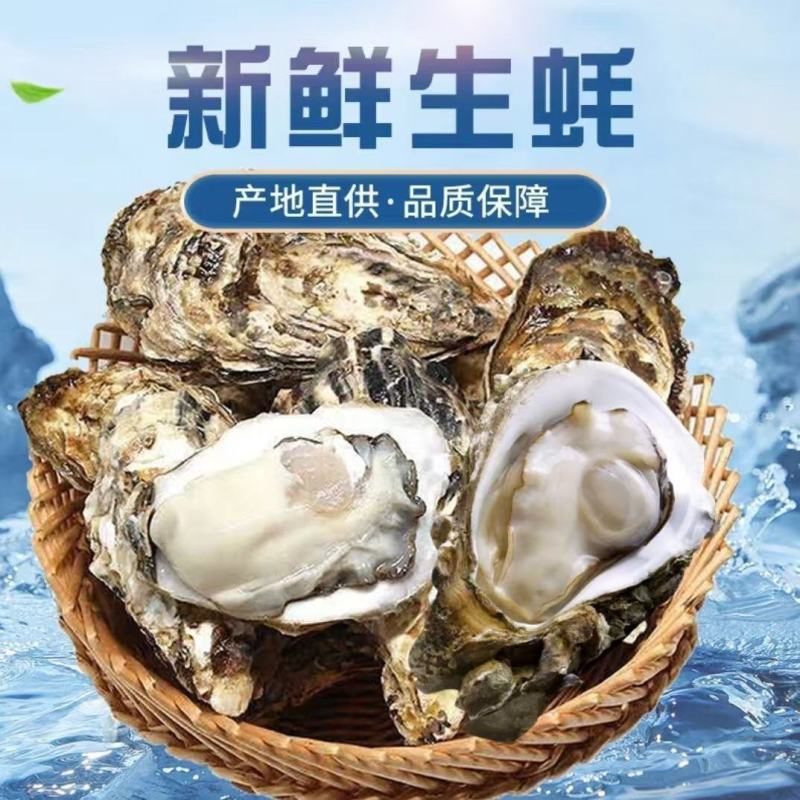 福建牡蛎自养自销新鲜肥美现捞现装箱一手货源长期有货