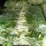 白菜苔湖北菜苔产地直发品质保证对接全国商超市场
