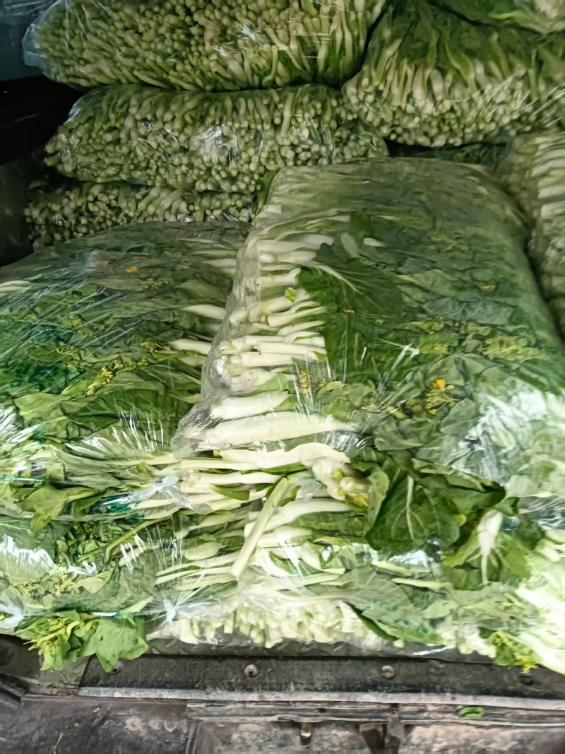白菜苔湖北菜苔产地直发品质保证对接全国商超市场