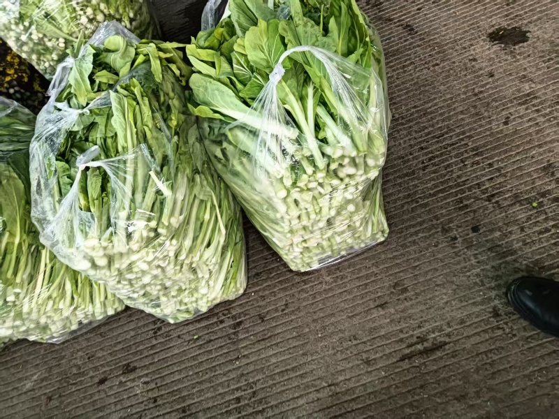 白菜苔湖北菜苔产地直发品质保证对接全国商超市场