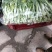 白菜苔湖北菜苔产地直发品质保证对接全国商超市场