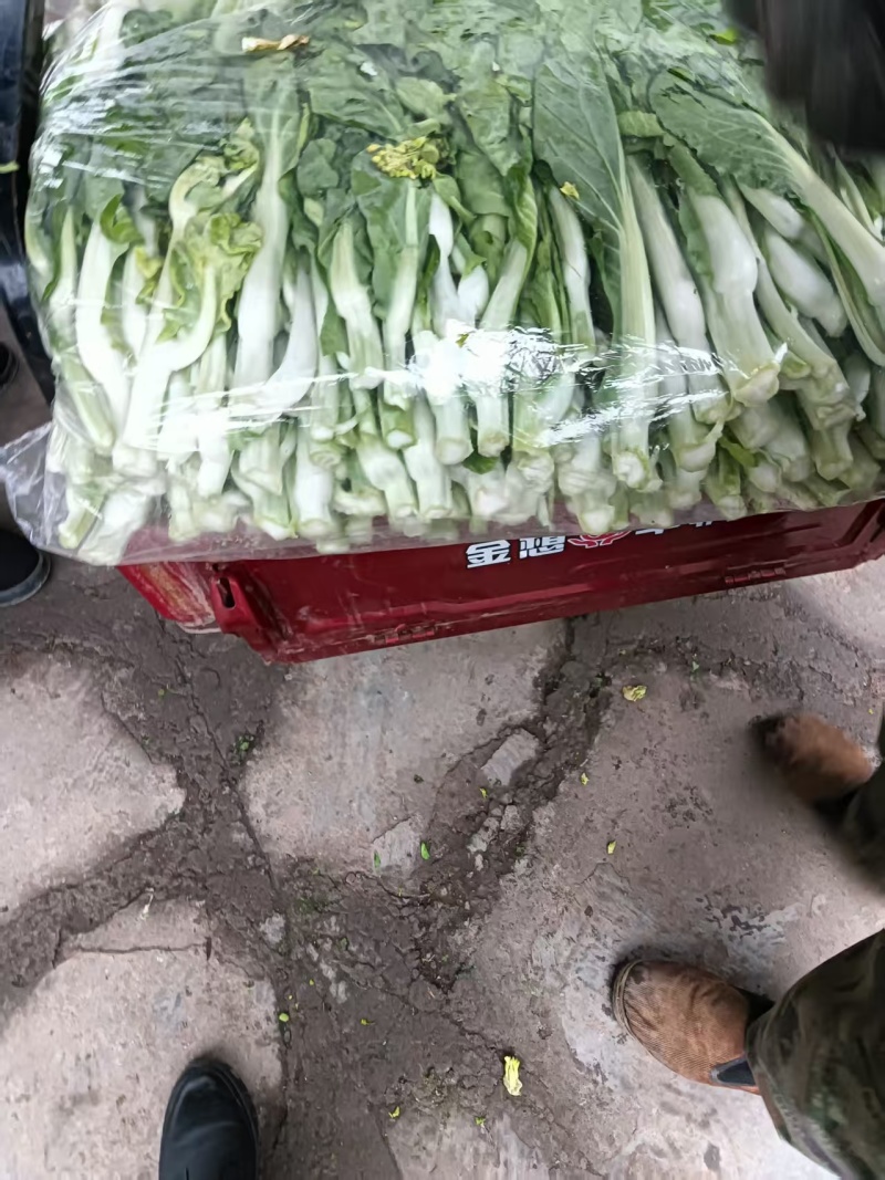 白菜苔湖北菜苔产地直发品质保证对接全国商超市场