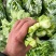 白菜苔湖北菜苔产地直发品质保证对接全国商超市场