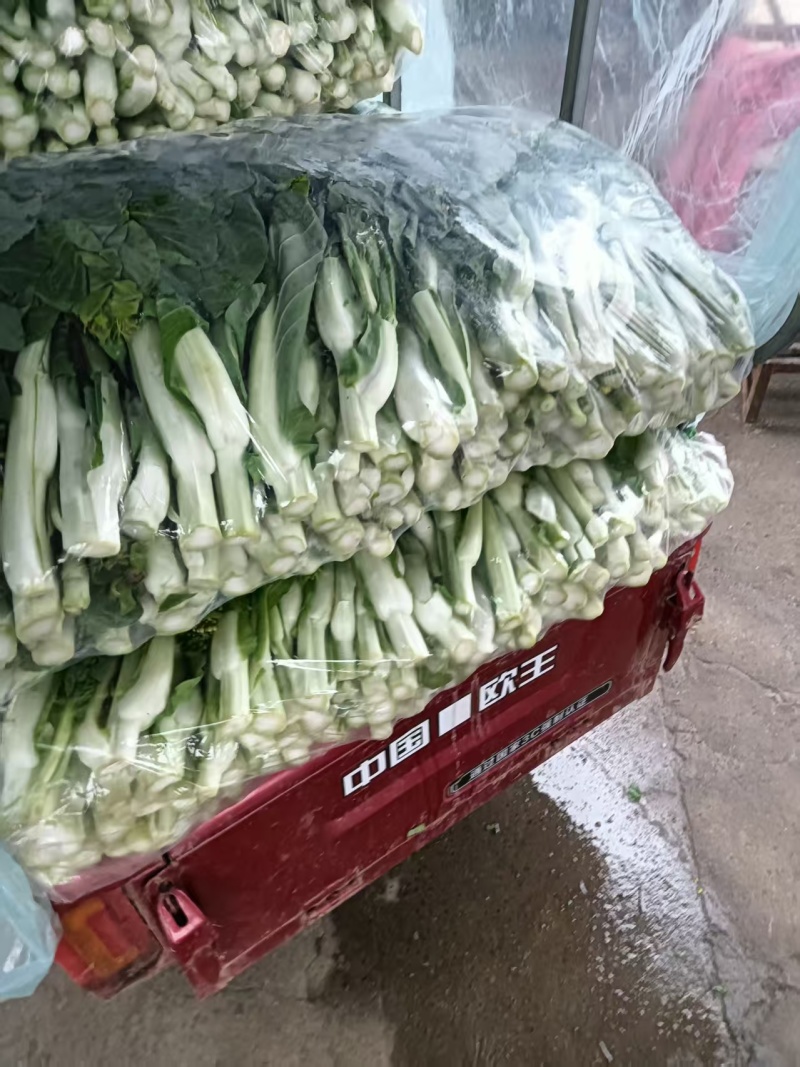 白菜苔湖北菜苔产地直发品质保证对接全国商超市场