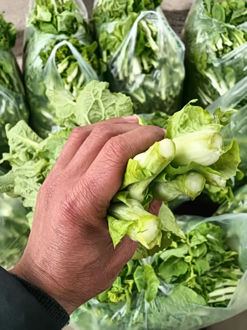 湖北白菜苔精品菜苔产地一手货源保质保量对接全国