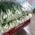湖北白菜苔精品菜苔产地一手货源保质保量对接全国