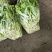 湖北白菜苔精品菜苔产地一手货源保质保量对接全国