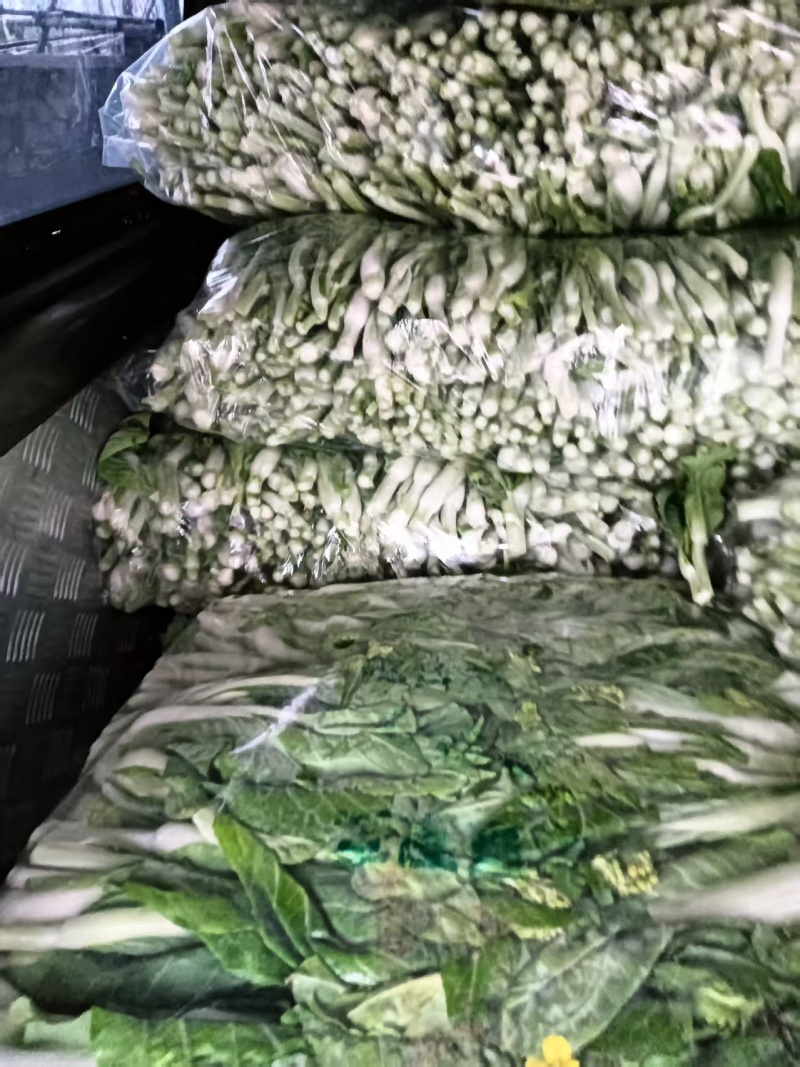 湖北白菜苔精品菜苔产地一手货源保质保量对接全国