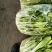 湖北白菜苔精品菜苔产地一手货源保质保量对接全国
