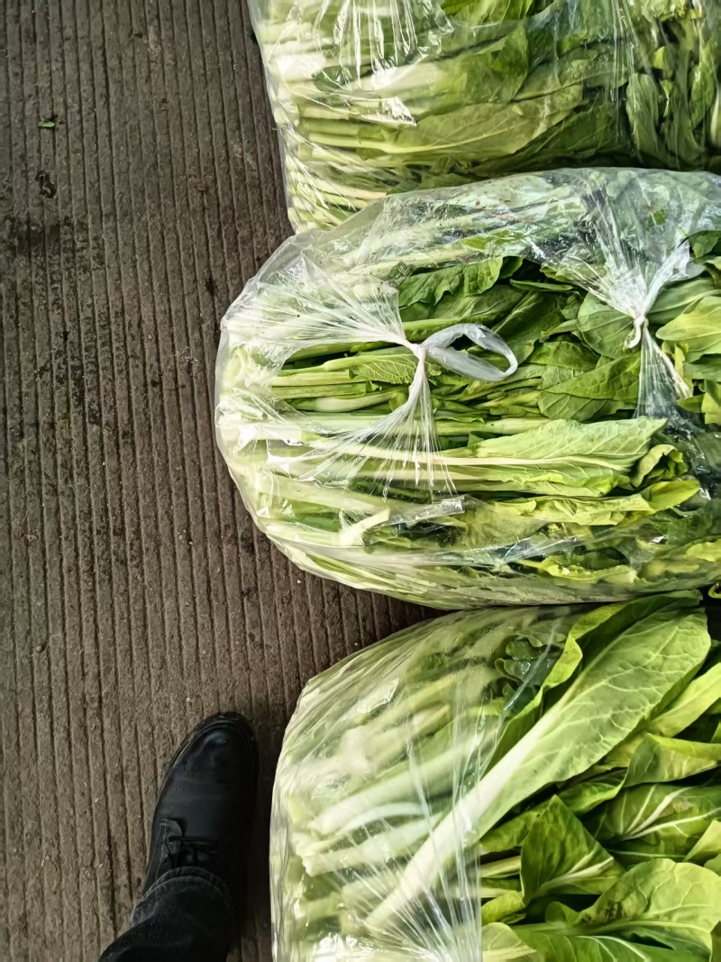 湖北白菜苔精品菜苔产地一手货源保质保量对接全国
