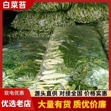 湖北白菜苔精品菜苔产地一手货源保质保量对接全国