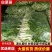 湖北白菜苔精品菜苔产地一手货源保质保量对接全国