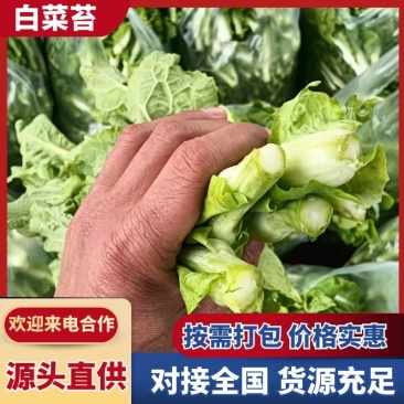 白菜苔湖北菜苔产地直发品质保证对接全国商超市场