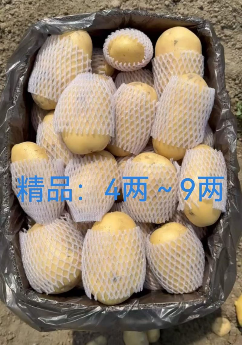 滕州大棚新土豆，规格齐全，黄皮黄心，大量供应