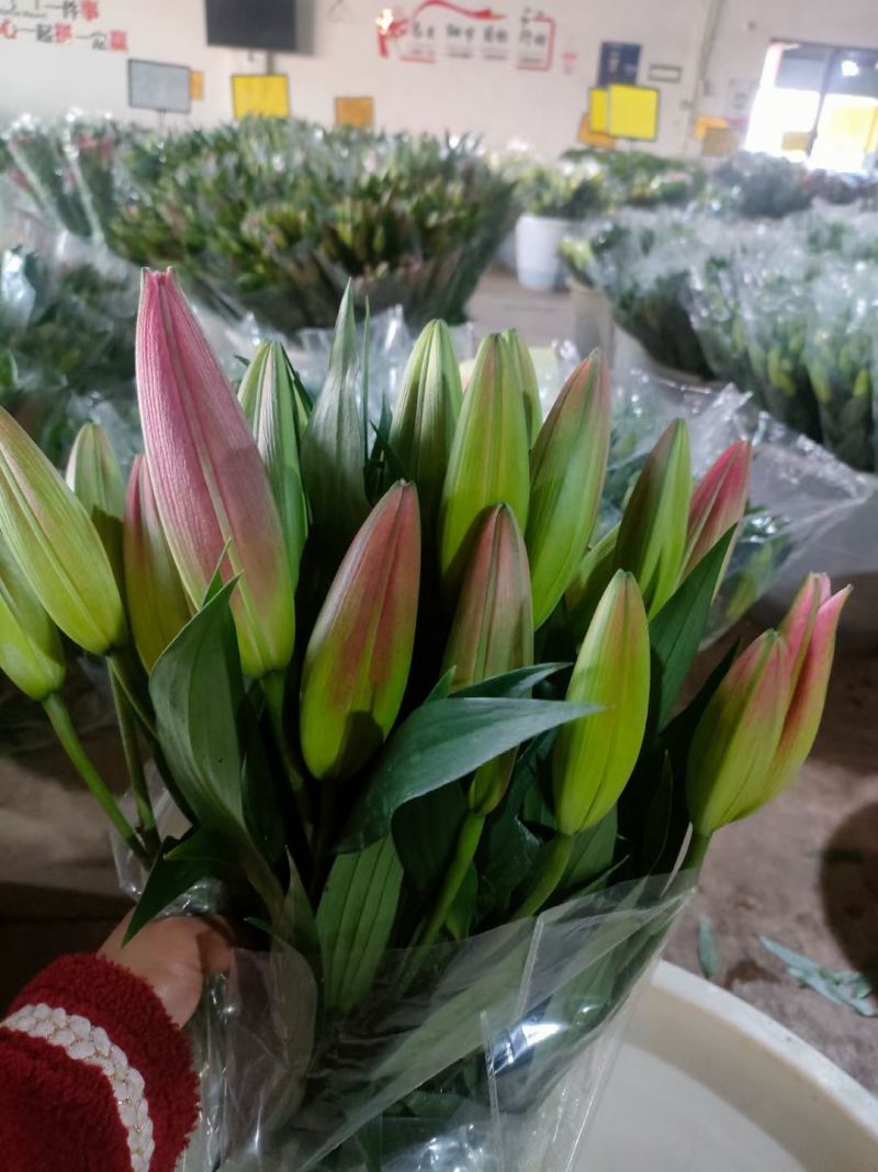 百合花各种颜色规格都有