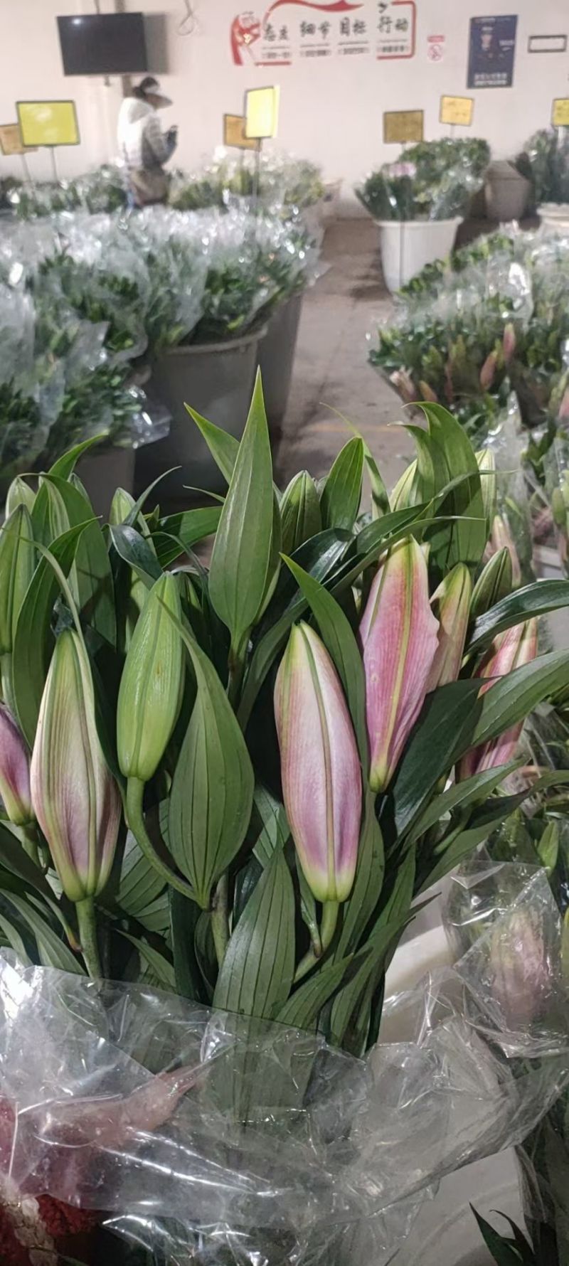 百合花各种颜色规格都有