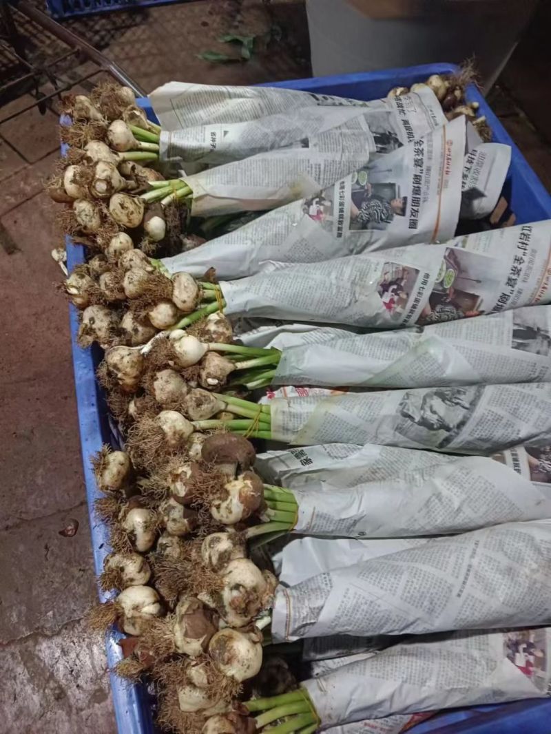 百合花各种颜色规格都有