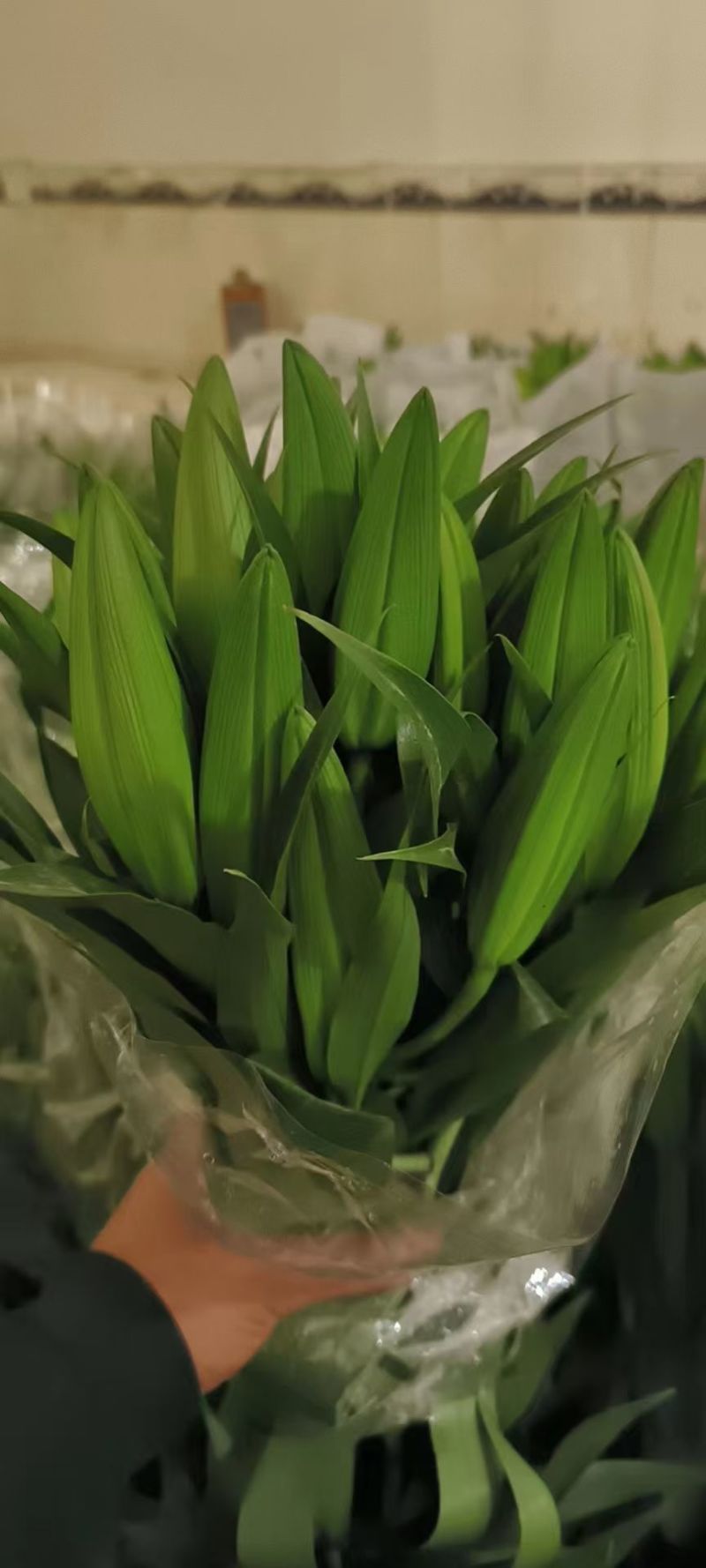 百合花各种颜色规格都有