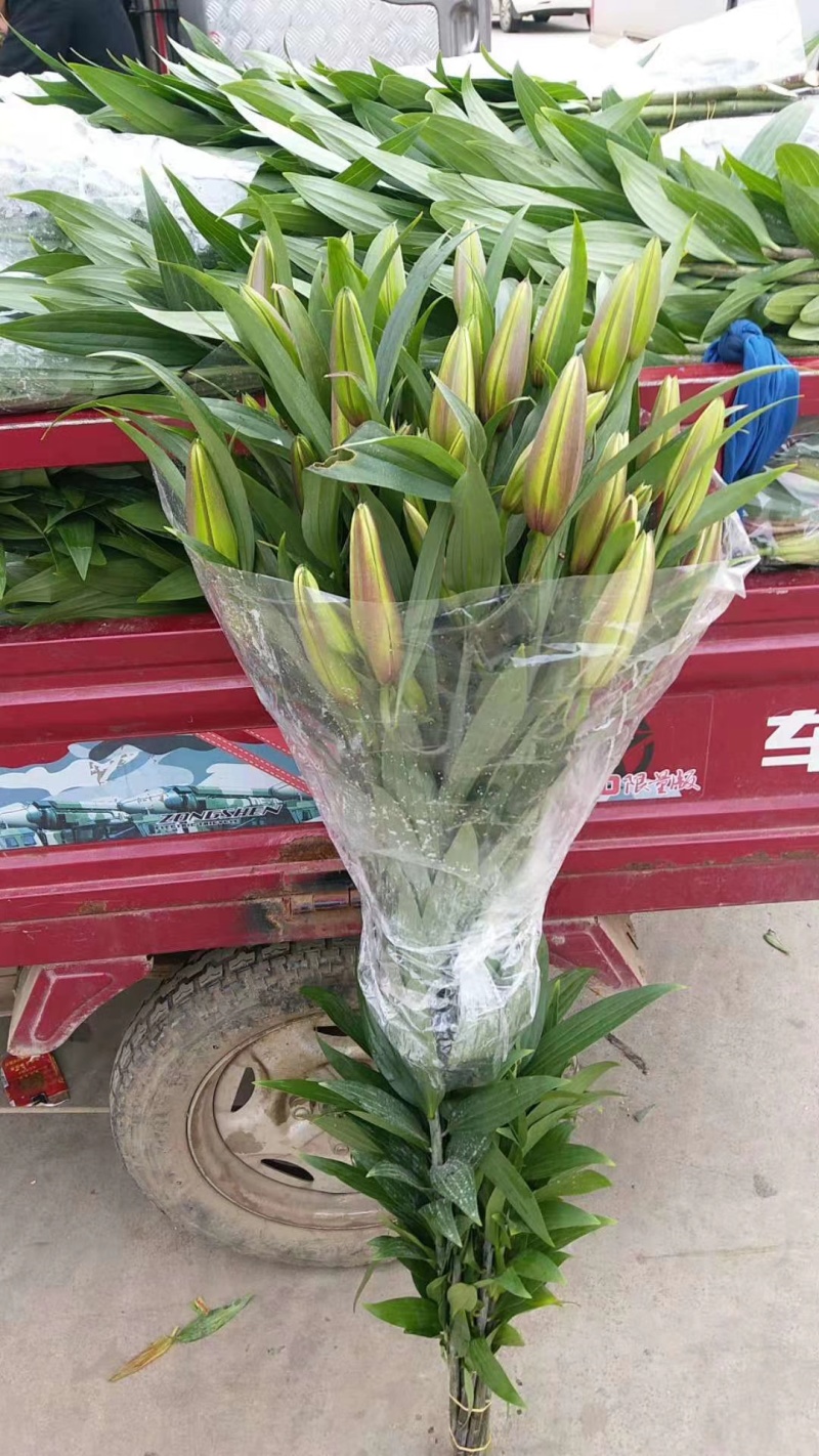 百合花各种颜色规格都有