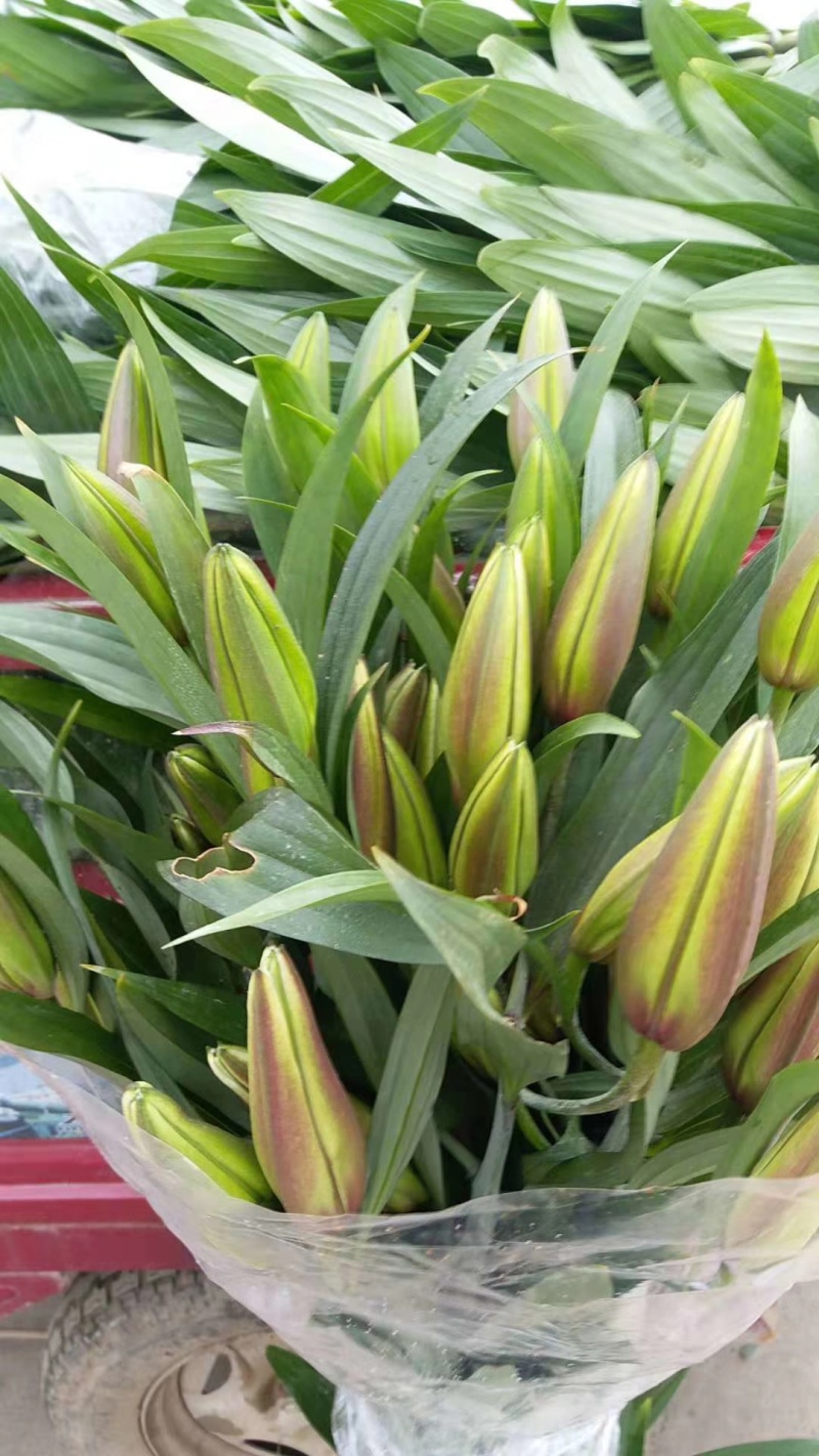 百合花各种颜色规格都有