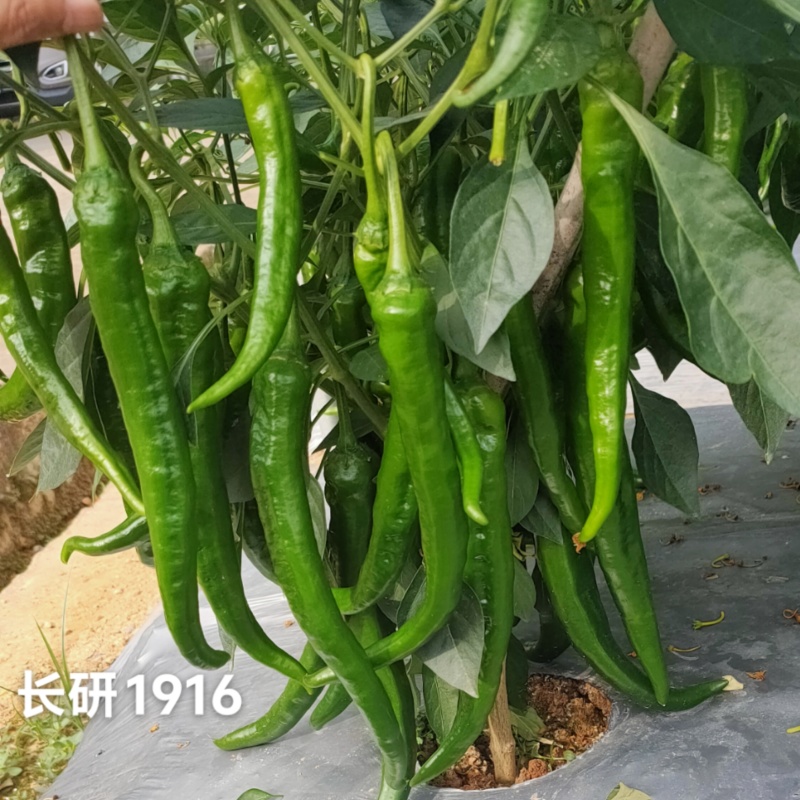 口感软糯辣椒种子长研1916羊角椒种子辣味浓香早熟丰产