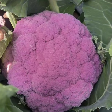 紫花菜紫色花椰菜