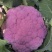 紫花菜紫色花椰菜