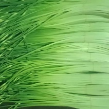 云南新蒜苔下来大量有货，有需要可以联系私信我