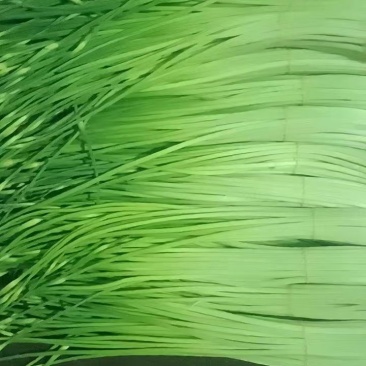 云南新蒜苔下来大量有货，有需要可以联系私信我