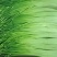 云南新蒜苔下来大量有货，有需要可以联系私信我