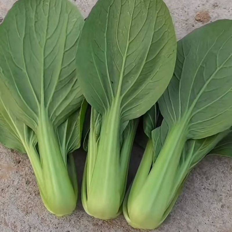 山东菏泽曹县精品油菜上海青万亩基地一手货源