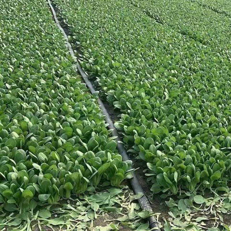 山东菏泽曹县精品油菜上海青万亩基地一手货源