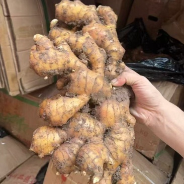 山东老姜，带泥的