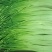 云南新蒜苔下来大量有货，有需要可以联系私信我