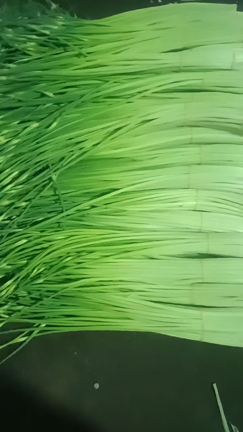 云南新蒜苔下来大量有货，有需要可以联系私信我