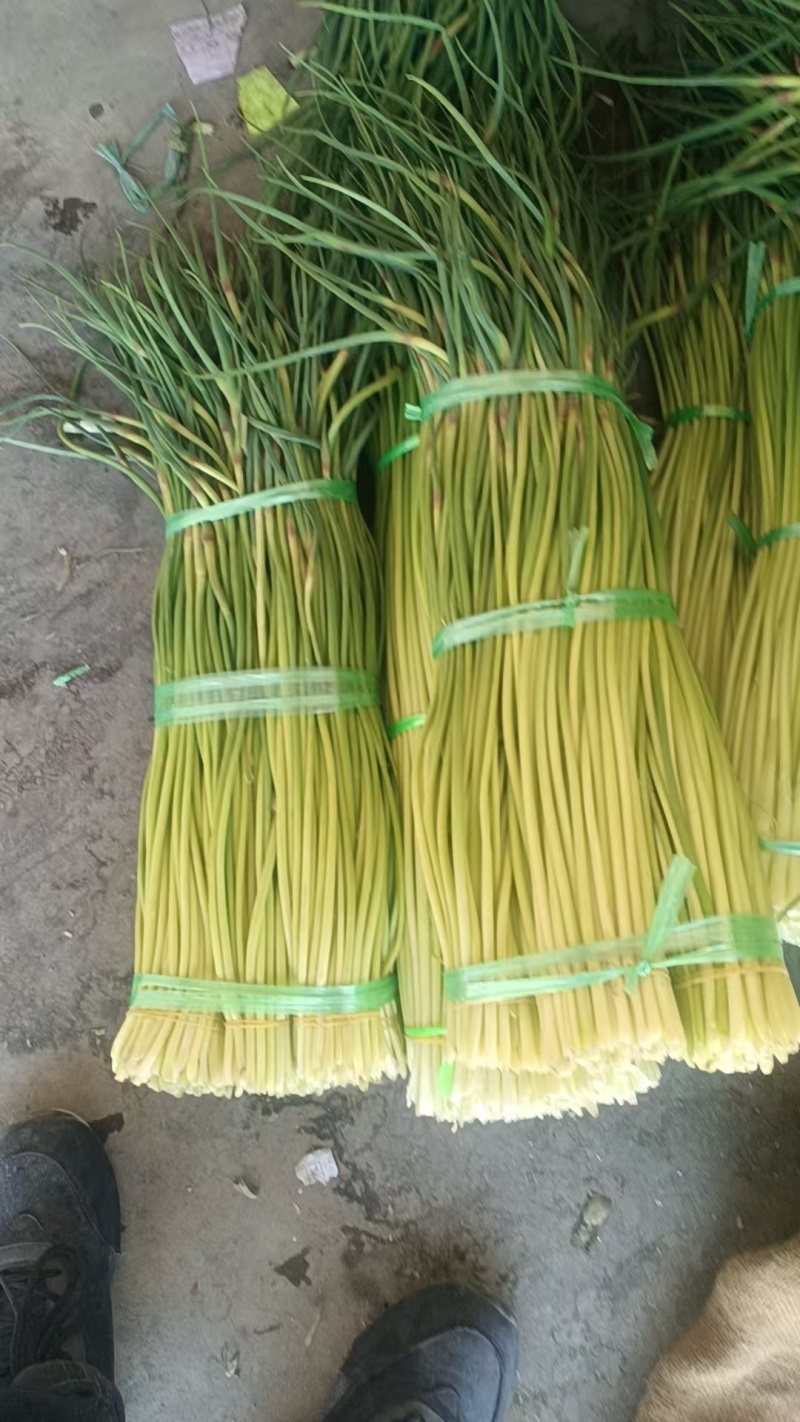 云南新蒜苔下来大量有货，有需要可以联系私信我