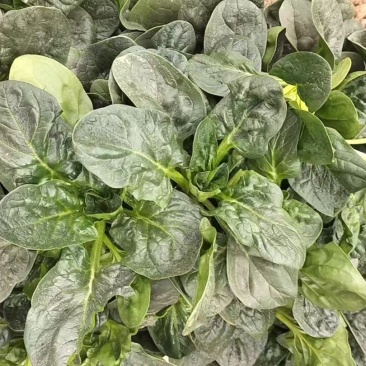 菠菜，趴地菠菜，地趴菠菜上市中