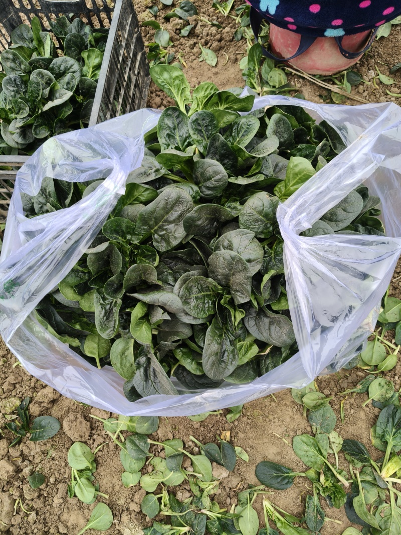 菠菜，趴地菠菜，地趴菠菜上市中