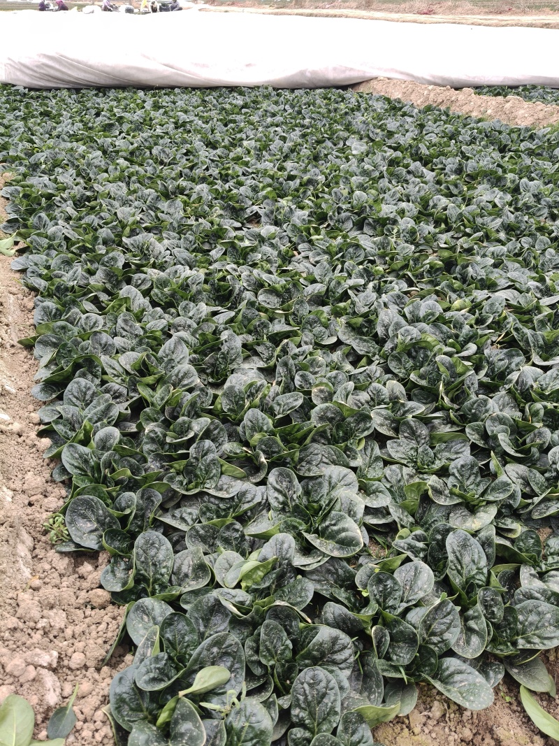 菠菜，趴地菠菜，地趴菠菜上市中