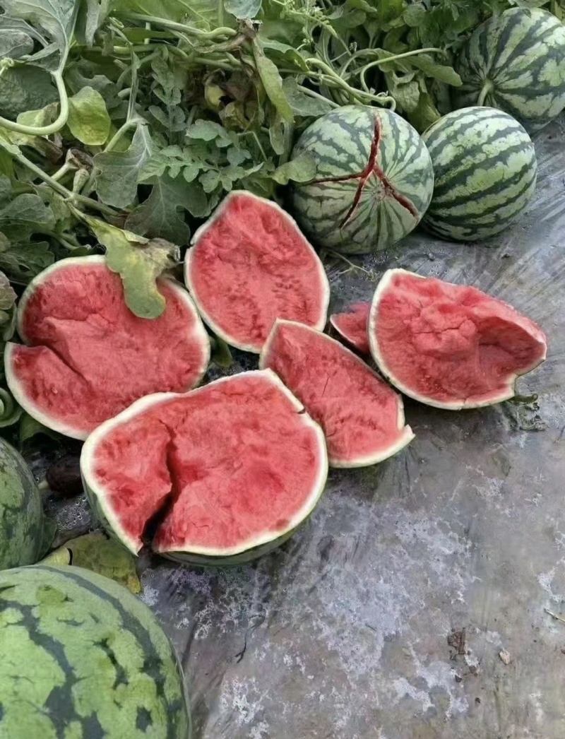 永城西瓜【精品头茬无籽美都麒麟西瓜】保质保量对接全国