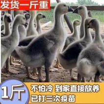 大种狮头鹅鸡鸭种苗批发零售