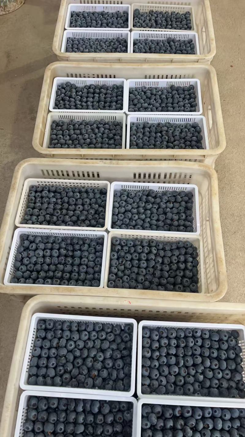 【山东蓝莓】精选山东蓝莓/L25L11F6优瑞卡现发