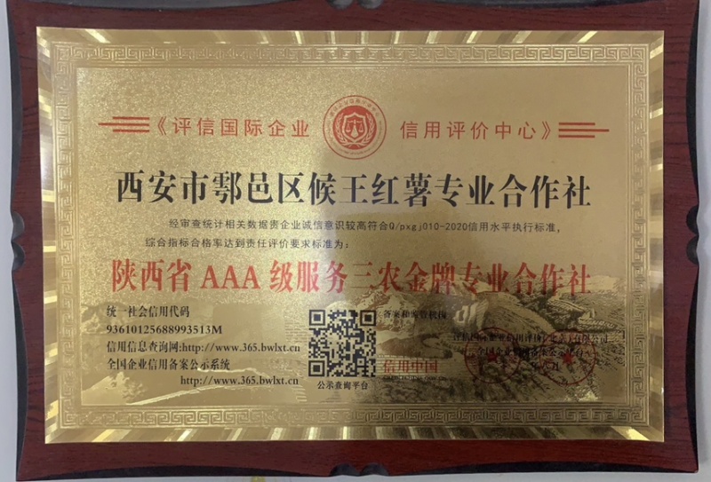 秦薯五号红薯苗高代脱毒产量高成活率高货量大现场看