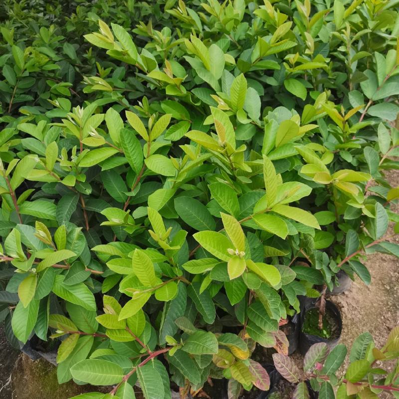 珍珠木番石榴