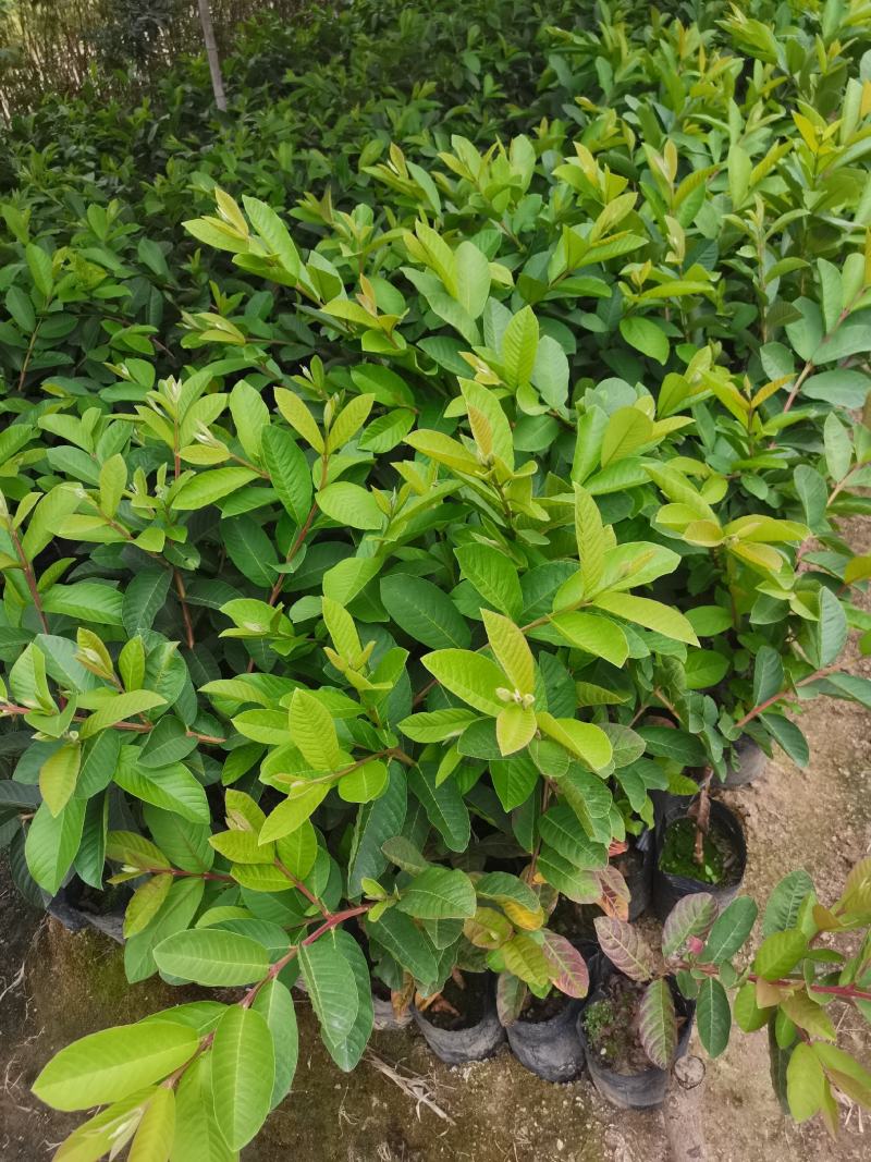 珍珠木番石榴
