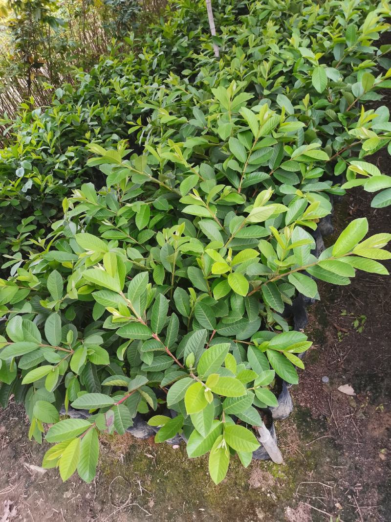 珍珠木番石榴