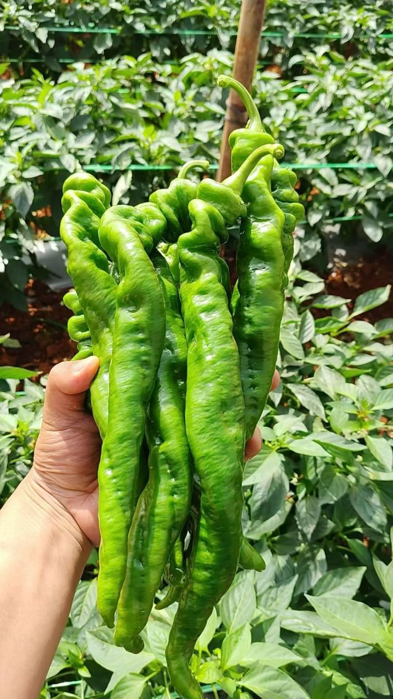 螺丝椒高海拔山区种植合作社直发支持视频看货欢迎合作